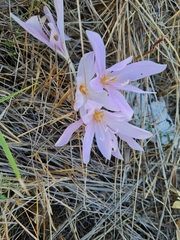 Colchicum confusum