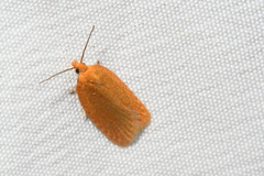 Acleris minuta