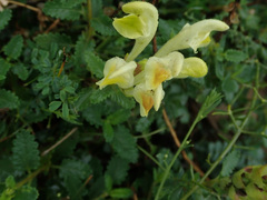 Scutellaria orientalis