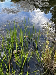 Sparganium americanum