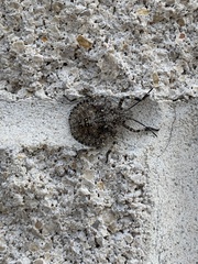 Brochymena