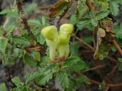 Scutellaria orientalis