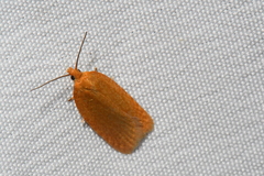 Acleris minuta
