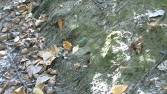 Hyla versicolor