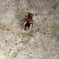 Pseudomethoca vanduzei