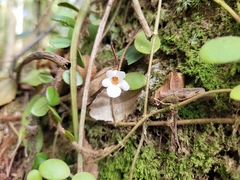Codonanthe devosiana