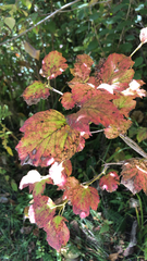 Viburnum rafinesqueanum