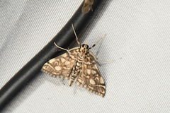 Lygropia rivulalis