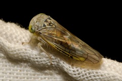 Idiocerus stigmaticalis