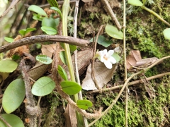 Codonanthe devosiana