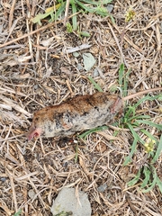 Sorex vagrans