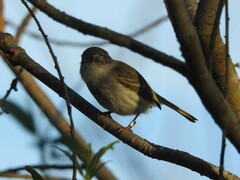 Hemitriccus margaritaceiventer