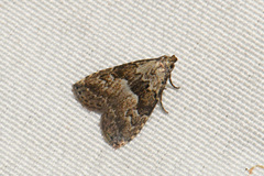 Hypenodes franclemonti