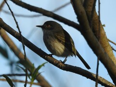 Hemitriccus margaritaceiventer