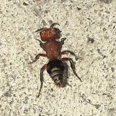 Pseudomethoca vanduzei