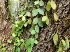 Codonanthe devosiana