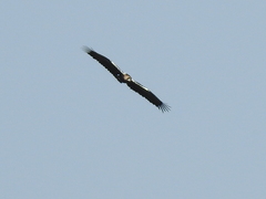 Aquila adalberti