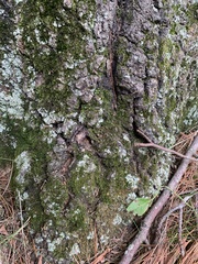 Dicranum montanum
