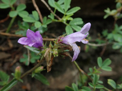 Campanula