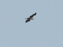 Aquila adalberti