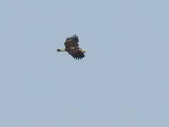Aquila adalberti
