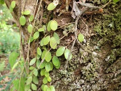 Codonanthe devosiana