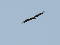 Aquila adalberti