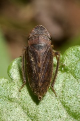 Aphrodes makarovi