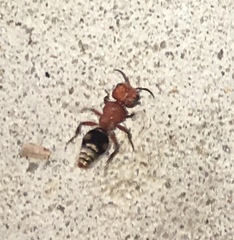 Pseudomethoca vanduzei