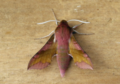 Deilephila porcellus