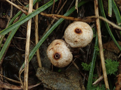 Tulostoma brumale