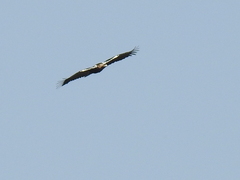 Aquila adalberti