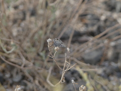 Tarucus theophrastus