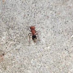 Pseudomethoca vanduzei