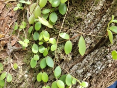 Codonanthe devosiana