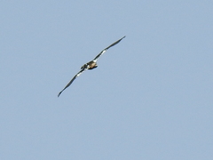 Aquila adalberti