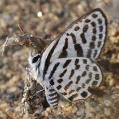 Tarucus theophrastus