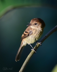 Myiophobus fasciatus