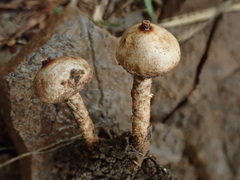 Tulostoma brumale
