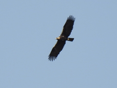 Aquila adalberti