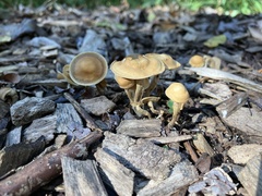 Agrocybe putaminum