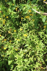 Pulicaria dysenterica