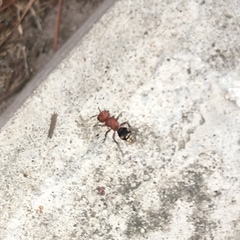 Pseudomethoca vanduzei