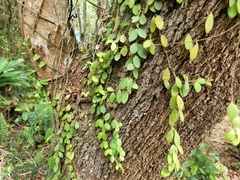 Codonanthe devosiana