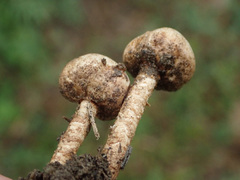 Tulostoma brumale
