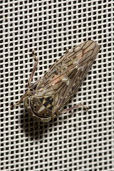 Stenidiocerus poecilus