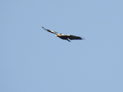 Aquila adalberti