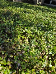 Hydrocotyle ranunculoides