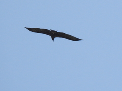 Aquila adalberti