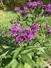 Vernonia gigantea